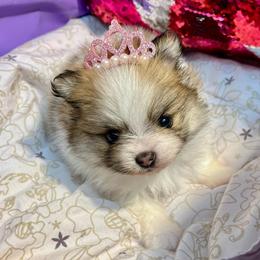 Aelin - White female Pomeranian puppy in Green Cove Springs, Florida from Natasha's Ark of Joy