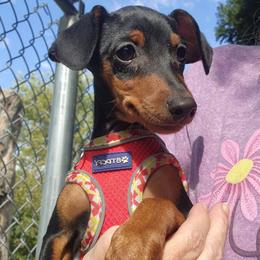 Boy 2 - male Miniature Pinscher puppy in Momence, Illinois from Rock of Ages Kennel