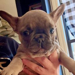 Rose - Blue female French Bulldog puppy in Fort Oglethorpe, Georgia from Jhuntfrenchies