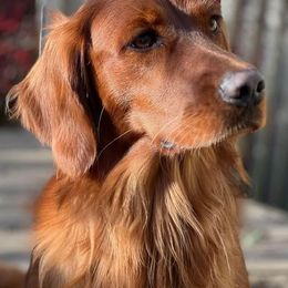 Golden Retriever Puppies from BellaRosa Legacy Goldens