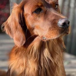 Golden Retriever Puppies from BellaRosa Legacy Goldens