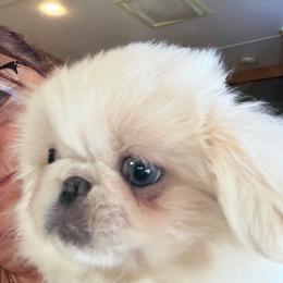 Lil Man - Cream male Pekingese puppy in Cedar City, Utah from Pekingese Zoo