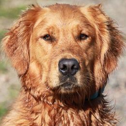Golden Retrievers from Wildwing Goldens