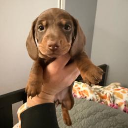 Jessie - Chocolate and tan female Dachshund puppy in Victorville, California from Wirz’s Weens