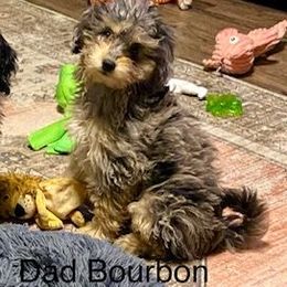 Assorted Doodle Crosses and Bernedoodle Puppies from WS Doodles