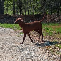 Daisy - Redbone Coonhound