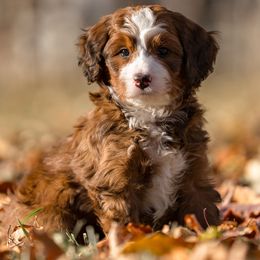 Downey - Sable female Bernedoodle puppy in Cortez, Colorado from Sassy Pants Pups