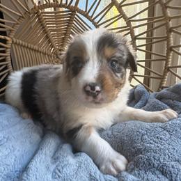 Odin - Blue merle male Australian Shepherd puppy in Grants Pass, Oregon from Carmel Mountain Aussies