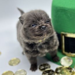 Girl 2 - Blue Pomeranian puppy in Tulsa County, Oklahoma from CP Kennels