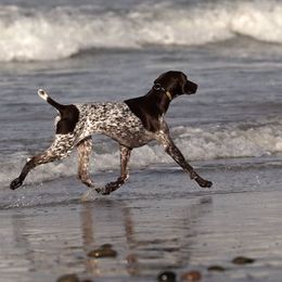 German Shorthaired Pointer All Grown Up from Susan Stutz's German Shorthaired Pointers
