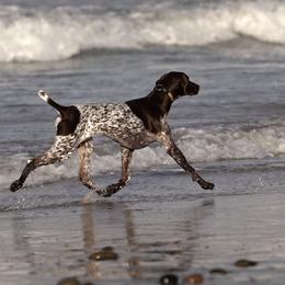 German Shorthaired Pointer All Grown Up from Susan Stutz's German Shorthaired Pointers
