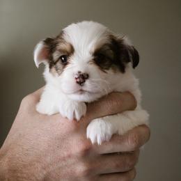 Mattie - Sable female Pembroke Welsh Corgi puppy in South Otselic, New York from Ridge Top Corgis