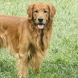 Cooper - Golden Retriever