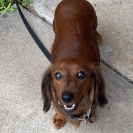 Dachshunds from Allyson’s Mini Weens