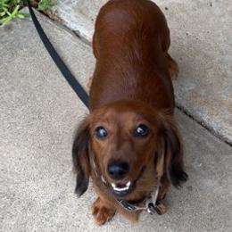 Dachshunds from Allyson’s Mini Weens