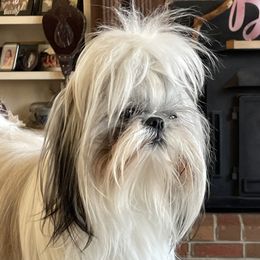 Pebbles - Shih Tzu