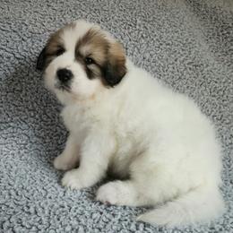 Molly - Pink collar - White and badger female Great Pyrenees puppy in Monmouth, Maine from Flewelling Great Pyrenees