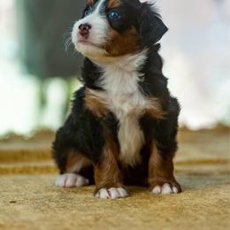 Tommy - male Australian Mountain Doodle puppy in Cortez, Colorado from Sassy Pants Pups