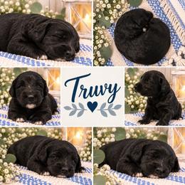 Truvy - Black female Double Doodle puppy in Whitsett, North Carolina from Rock Creek Doodles NC