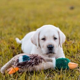Labrador Retriever Puppies from Texas Finest English Labradors