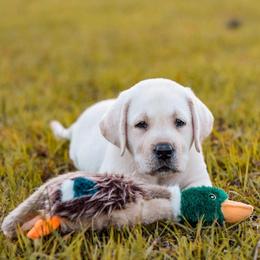 Labrador Retriever Puppies from Texas Finest English Labradors