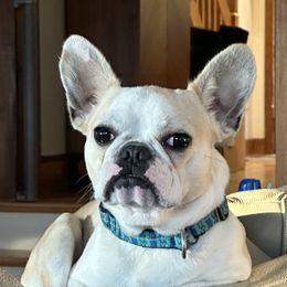 Hubert - Companion Cross