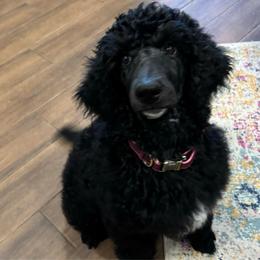 Eloise  formerly Cupcake  (Pink collar) - Blue female Poodle puppy in Mesa, Arizona from New Beginnings Standard Poodles