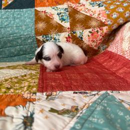 Boy 2 - Black and white male Havanese puppy in Reese, Michigan from Windy Hill Havanese