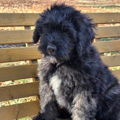Bella - Brindle female Bouvier des Flandres puppy in Marionville, Missouri from Sandbox Puppies
