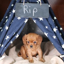 AKC Rip - Ruby male Cavalier King Charles Spaniel puppy in Albany, Indiana from Hatz Off Puppies