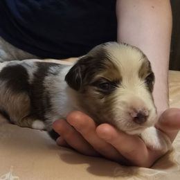 Honey - Red merle female Miniature American Shepherd puppy in Vancouver, Washington from BonDrew's Miniature American Shepherds