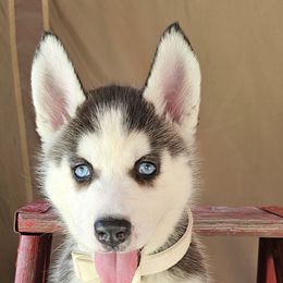 Mika - Black and white female Siberian Husky puppy in Springfield, Massachusetts from 16acreshuskies