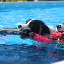 Border Collies from Couture Border Collies