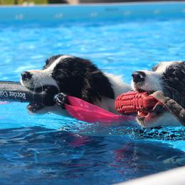 Border Collies from Couture Border Collies