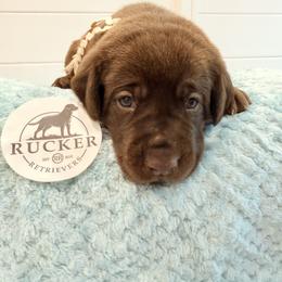 White Collar Chocolate Female - Chocolate female Labrador Retriever puppy in Gainesville, Georgia from Rucker Retrievers