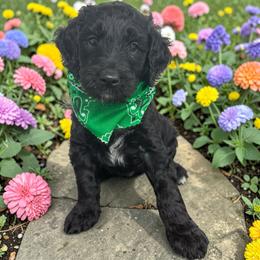 Aspen - Black male Goldendoodle puppy in Prosperity, Pennsylvania from Stelladoodles & Company