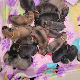 Boy 3 - Fawn male Mastiff puppy in Conroe, Texas from Southern Star English Mastiffs