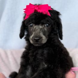 Yellow - Silver female Poodle puppy in Camdenton, Missouri from Silver Lining Poodles