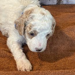 Cream Boy - Cream male Goldendoodle puppy in Colorado Springs, Colorado from Pikes Peak Doodles