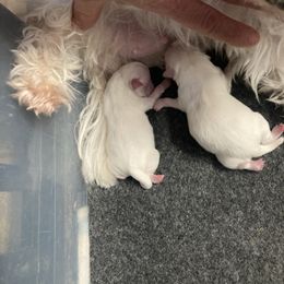 Girl 1 - White female Maltese puppy in Cascade, Iowa from Ani's Midwest Maltese