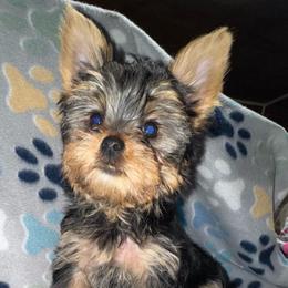Aiden - Black and tan male Yorkshire Terrier puppy in Dexter City, Ohio from Harriman's Yorkshire Terriers