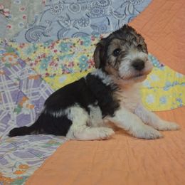 Sir Galahad - White black and tan male Wire Fox Terrier puppy in Lancaster, Missouri from Missouri Meadows Farm