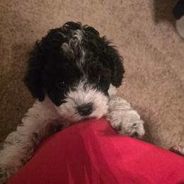 Grinch - Black and white male Cavapoo puppy in Perham, Minnesota from Steel Horse Kennels Inc