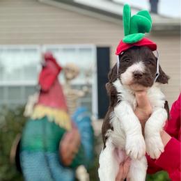 Truffle - Parti female Goldendoodle puppy in Mocksville, North Carolina from Little Bear Doodles
