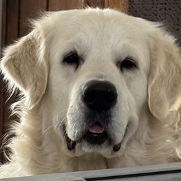 Winston - Golden Retriever