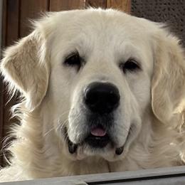 Winston - Golden Retriever