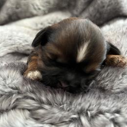 Shih Tzu Puppies from Our ShihTzu Family