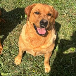 Punkin - Labrador Retriever