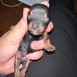 Yorkshire Terrier Puppies from Precious Paws LLC