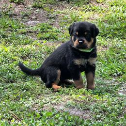 Willow - Black and mahogany female Rottweiler puppy in Loxahatchee, Florida from Vom hause Reto